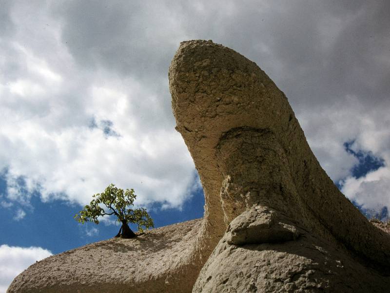 Natürlicher Aprikosenbonsai